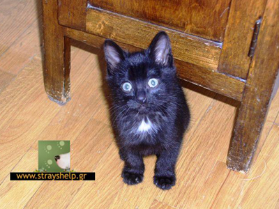 Ο Yogi ψάχνει σπίτι