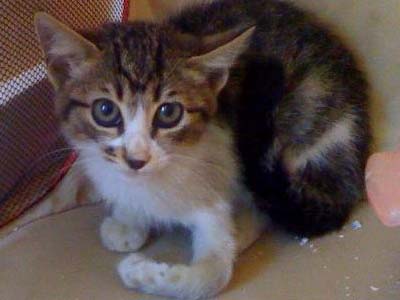 Ένα αστεράκι ψάχνει σπίτι