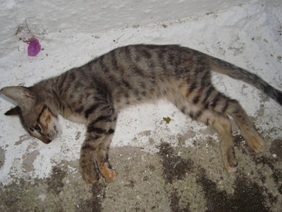 Σκότωσε τα γατάκια ο γείτονάς τους…