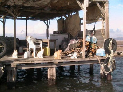 Διαψεύδει την καταγγελία για την κακοποίηση γατιών