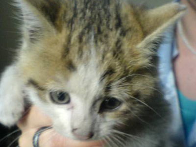 Χαρίζουν το γατάκι που βρήκαν