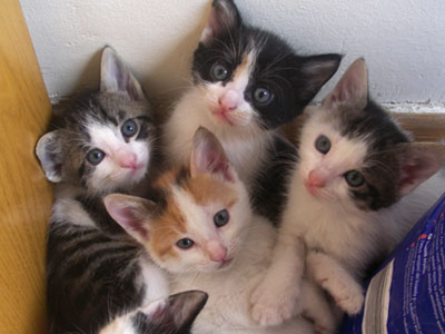 Χαρίζει γατάκια