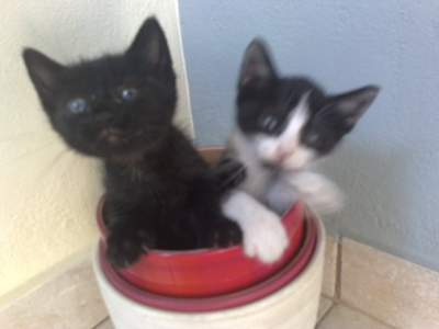 Χαρίζονται πανέμορφα γατάκια