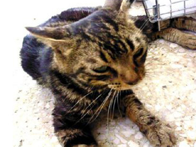 Ο Τόνυ Πέρι, ο γατούλης ψάχνει σπίτι