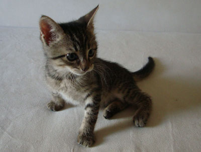 Χυδαία συμπεριφορά εναντίον επιβάτη του ΚΤΕΛ