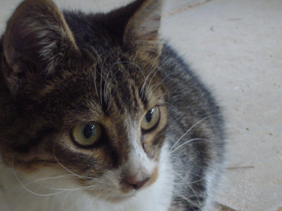 Γατούλης – φύλακας ζητά μόνο χάδια