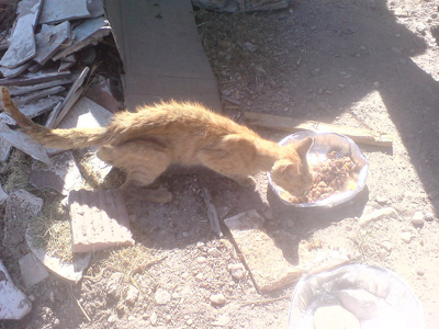 Σκελετωμένο γατάκι στη Γαλάζια Ακτή