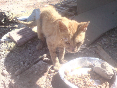 Περιθάλπτουν το σκελετωμένο γατούλι