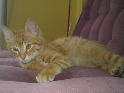 Χαρίζεται ο Γκάρφιλντ