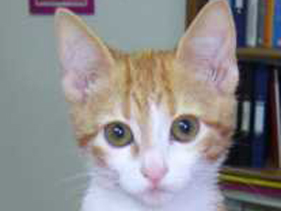 Χαρίζουν τη Λίλη