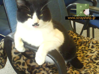 Ο κατάλληλος γατούλης για το σπίτι σας