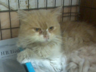 Χαρίζεται περσικός γατούλης