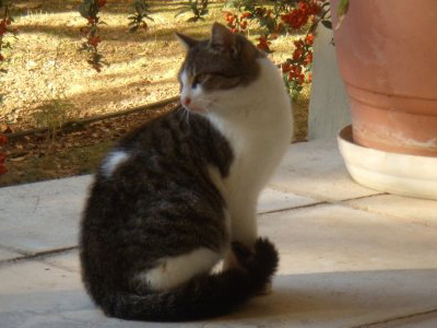 Ψάχνει τον ημι-αδέσποτο γατούλη της