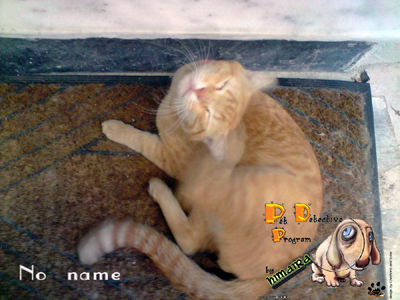 Χάθηκε στο Πόρτο Ράφτη