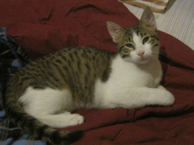 Χαρίζει τον γατούλη που βρήκε!