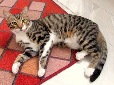 Χαρίζουν τον Σλιβ