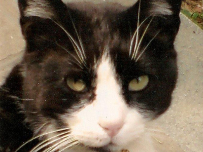 Ψάχνει τον Συλβέστρο που χάθηκε στην Πεντέλη