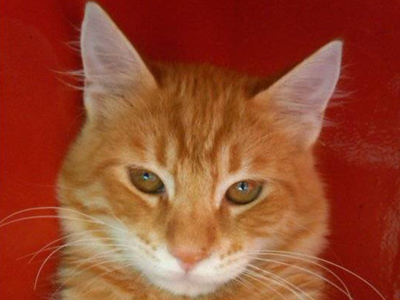 O Συννεφούλης ψάχνει σπίτι