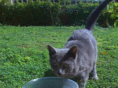 Ψάχνει σπίτι