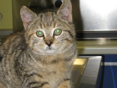 Η Στέλλα αναζητά στέγη