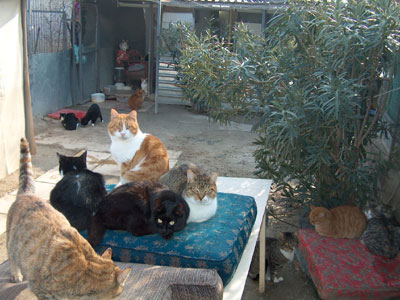 Ο Δήμος Πυλαίας αδιαφορεί για τα αδέσποτα