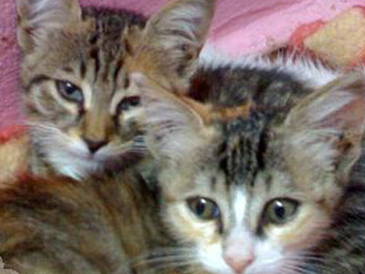 Ψάχνουν σπίτια