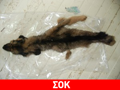 Έγδαραν κουτάβι ζωντανό