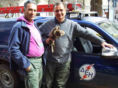 Έσωσαν το γεράκι