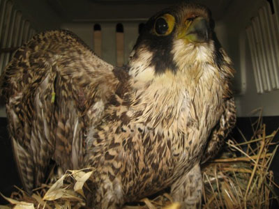 Πυροβόλησαν γεράκι στο φτερό…