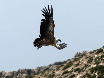 Τα πουλιά σκοτώνονται στις ανεμογεννήτριες