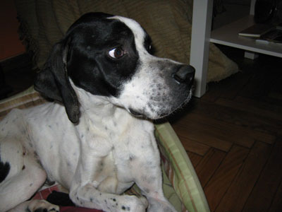 Ζητείται συγκάτοικος για τον Γιάννη