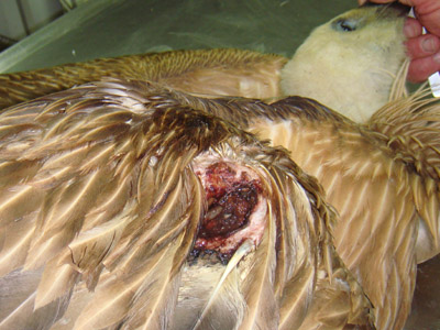 Πυροβόλησαν γύπα