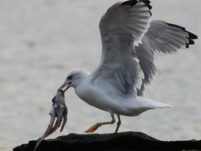 Μνημόνιο συνεργασίας ΑΛΚΥΟΝΗΣ – ΑΝΙΜΑ
