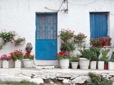 “Περιβόλι” χασισοκαλλιέργειας σε αυλή