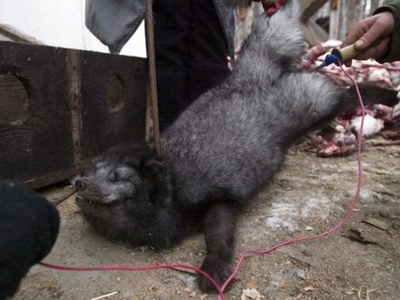 Παγκόσμια ημέρα κατά της χρήσης γούνας – εκδηλώσεις σε Αθήνα και Θεσσαλονίκη