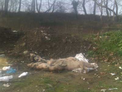 Πέταξαν νεκρά γουρούνια στο ποτάμι