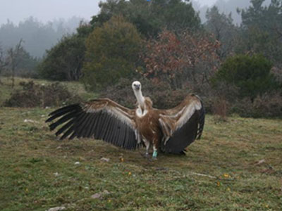 Απελευθέρωσαν γύπα