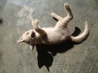 Εγκυμοσύνη και κατοικίδια: Συνδυάζονται χωρίς κινδύνους!