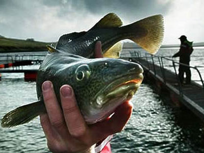 Μειώνουν την παραγωγή ψαριών