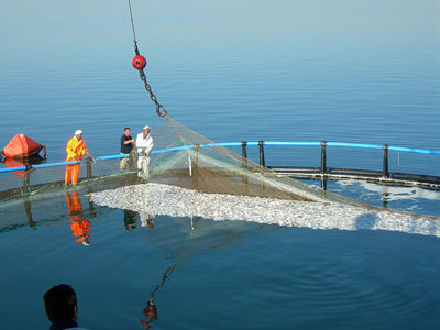 Καταγγέλουν τις διαδικασίες εκμισθώσεων των ιχθυοτροφείων