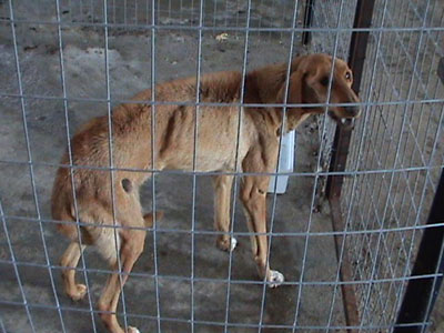 Τον έδεσαν, τον έκαιγαν και τον άφηναν χωρίς τροφή