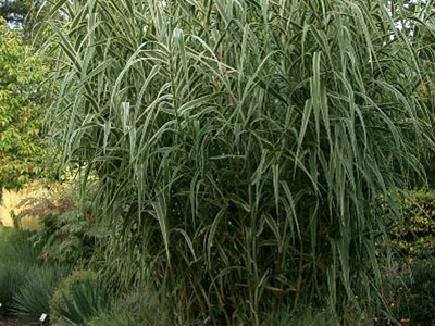 Η φωτιά απείλησε τσιγγανόπουλα