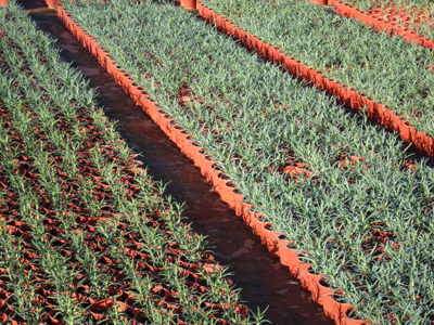 Δίνουν 5 εκατ. δολάρια στον Παγκόσμιο Οργανισμό Τροφίμων και Γεωργίας