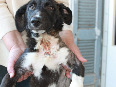 6 μήνες φυλακή και 1.000 ευρώ πρόστιμο στον βασανιστή της Καλλιθέας