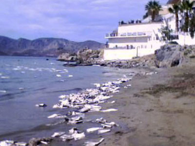 Γεμάτες πίσσα οι παραλίες της Καλύμνου!