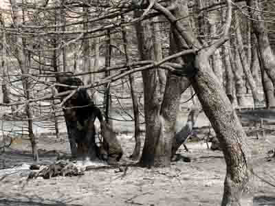 Κλέβουν τα κορμοφράγματα