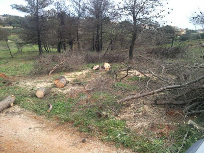 Καταπατητές κόβουν τα πεύκα και φυτεύουν ελιές
