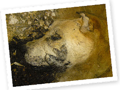 Έκαψαν ζωντανή μια σκυλίτσα