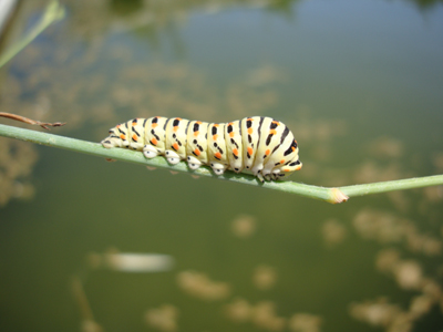 Γέμισε κάμπιες το Νοσοκομείο Βόλου