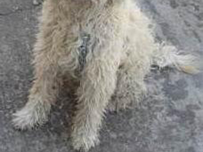 Βρήκαν κανίς